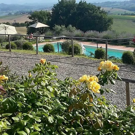 Il Tulipano